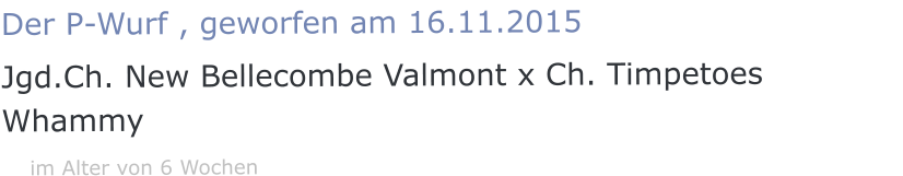 Der P-Wurf , geworfen am 16.11.2015 Jgd.Ch. New Bellecombe Valmont x Ch. Timpetoes Whammy    im Alter von 6 Wochen