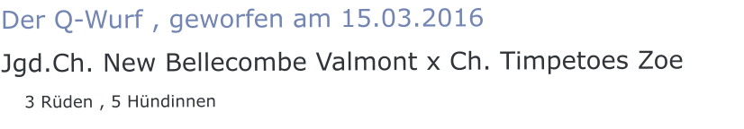 Der Q-Wurf , geworfen am 15.03.2016 Jgd.Ch. New Bellecombe Valmont x Ch. Timpetoes Zoe    3 Rüden , 5 Hündinnen
