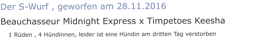 Der S-Wurf , geworfen am 28.11.2016 Beauchasseur Midnight Express x Timpetoes Keesha    1 Rüden , 4 Hündinnen, leider ist eine Hündin am dritten Tag verstorben