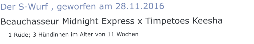 Der S-Wurf , geworfen am 28.11.2016 Beauchasseur Midnight Express x Timpetoes Keesha    1 Rüde; 3 Hündinnen im Alter von 11 Wochen