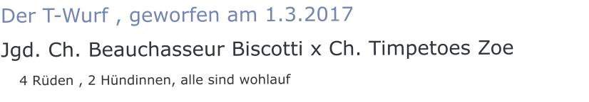 Der T-Wurf , geworfen am 1.3.2017 Jgd. Ch. Beauchasseur Biscotti x Ch. Timpetoes Zoe    4 Rüden , 2 Hündinnen, alle sind wohlauf