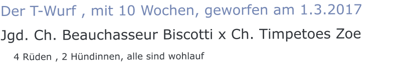 Der T-Wurf , mit 10 Wochen, geworfen am 1.3.2017 Jgd. Ch. Beauchasseur Biscotti x Ch. Timpetoes Zoe    4 Rüden , 2 Hündinnen, alle sind wohlauf
