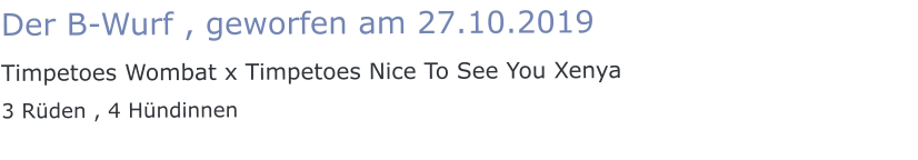 Der B-Wurf , geworfen am 27.10.2019  Timpetoes Wombat x Timpetoes Nice To See You Xenya 3 Rüden , 4 Hündinnen