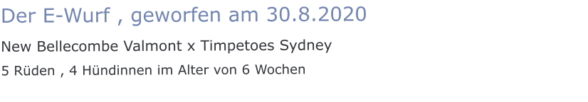 Der E-Wurf , geworfen am 30.8.2020 New Bellecombe Valmont x Timpetoes Sydney 5 Rüden , 4 Hündinnen im Alter von 6 Wochen